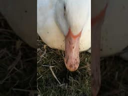 Duck Eats Mud! 🔈 SOUND ON! 😂 #shorts