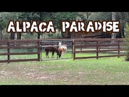 Alpaca Living Large and Rita’s Isle of Misfits