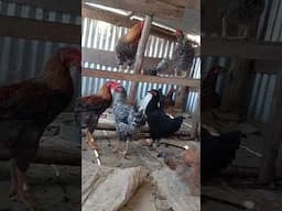 #shorts #poultry #poultryfarming #poultryfarm #kienyeji #chicken #chickenfarming #agriculture