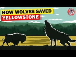 How Wolves Saved Yellowstone and Changed Rivers