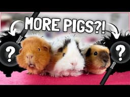 Expanding our Herd! The BEST Piggie Combos?