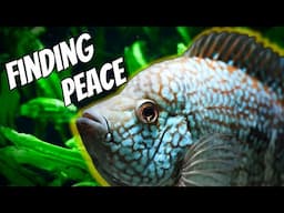 Amazing Aquariums and a GREAT Story, Finding Peace In Fish Tanks