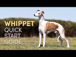 Whippet Grooming Supplies (Quick Start Guide)