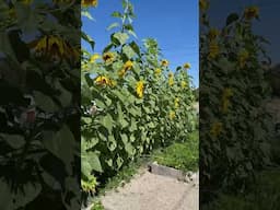 Sunflower’s in the Gaeden #gardening #backyardgarden #garden #gardenlife #growyourownfood