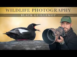 Black Guillemot - Irish Wildlife photography