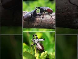 What Makes Rhinoceros Beetles Natures Tiny Titans? #shorts