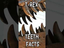 5 Crazy T-Rex Teeth Facts