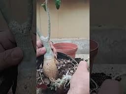 Trasplantar y sustrato #adenium #plantas #flordeldesierto #bonsai #jardin #plants