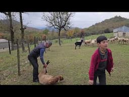 Traditional Goat farm in Lerik Azerbaijan, Village life of Azerbaijan