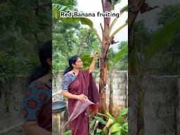 మా తోట లో ఎర్ర అరటి గెల వచ్చింది  #bananas #organic #gardening #growyourownfood