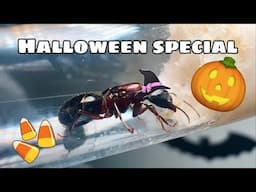 My Girlfriend Unboxes And Feeds My New Ant Queens For The First Time! (Halloween Special)