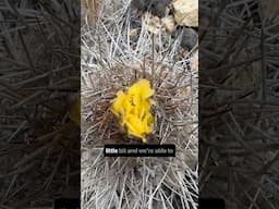 Copiapoa cactus pollination and myrmecochory: a love relationship between plants and ants 🥰