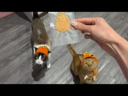 giving my cats kitty Halloween treats! 🎃👻🍭