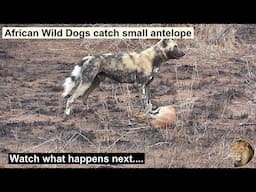 Hyenas Stole a Fresh Kill from Painted Wolves