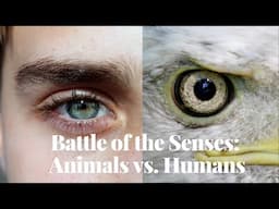 Battle of the Senses | Animals vs. Humans