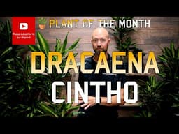 Dracaena Cintho - Plant of the month 🪴