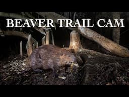 Beaver Cuts Down Tree and Bobcats Hunting