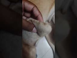 डॉग का कान फूल गया 😱 || Ear Hematoma In Dogs #shorts_video #shortsfeed #shorts #shortsviral #shorts