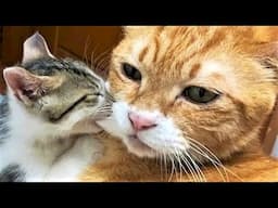 New Funniest Cats And Dogs Videos 😁 Best Of The 2024 Funny Animal Videos 😁 - Cutest Animals Ever