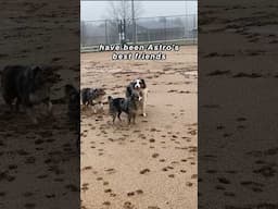 Astro’s friends #australianshepherd #dog #dogtraining #dogplaying #dogfriends #aussie #dogshorts