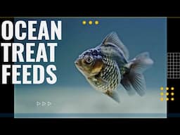 OCEAN TREAT | AQUARIUM FISH FEED | FISH FOOD | AQUAGIC | EXHIBITION