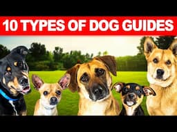 10 Types of Dog Guides | Best Guide Dog Breeds | Service Dogs | @factfactory