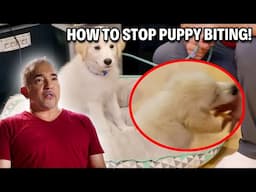 How To Walk A Puppy And Stop Them From Biting | Cesar Recruit Asia Episode 2 - Part 2