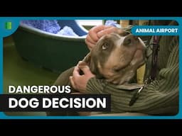 Police Assess Possible Pitbull! - Animal Airport - Animal Documentary