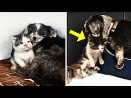 Abandoned Dog Refuses To Leave This Stray Kitten Go - Then Something Unbelievable Happens!