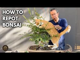 Cat Helps Me Repot My Chinese Elm Bonsai!