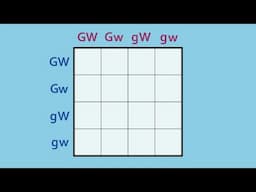 How to Complete a Dihybrid Punnett Square