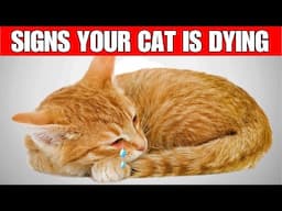 11 Critical signs that indicate your cat is about to say goodbye