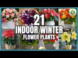 21 Best Indoor Winter Flower Plants to grow | Winter Flower Plants | Plant and Planting