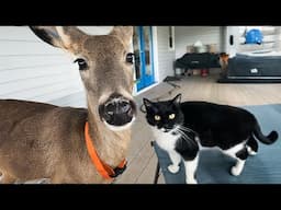 When Cats Show Their Badass Side Around Their Wild Animal Friends! 🐱