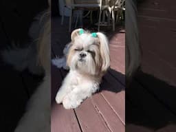 Sun-nap ☀️😴 Sabotage - Courtesy of the Wind 💨🤨 #shorts #shihtzu #youtubehighfive