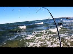 An Evening of Surf Fishing as Fish Hit the Beach at Sunset!