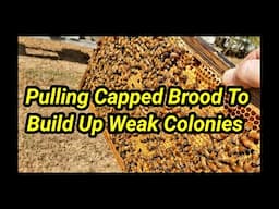 Pulling Capped Brood To Build Up Weak Colonies