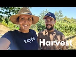 What a week in Portugal! Organic Vegetable Harvest, Wine Harvesting & Wildfires!