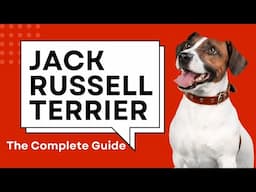 Jack Russell Terrier The Complete Guide In Hindi