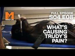 Could This Be The Reason For Trudy's Problems? | Season 4 Episode 8 | Full Episode | Monkey Life