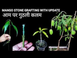 Aam Ke Beej Se Aise Banaiye Guthli Kalam 1 Sal Me Fal Dene Lagega Paudha | How To Do Stone Grafting