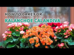 Best tips | How to care for Kalanchoe Calandiva #succulent #kalanchoe #calandiva