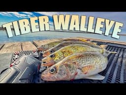 A Quick Tiber Walleye Limit