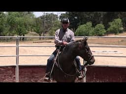 Teaching A Young Horse To Steer