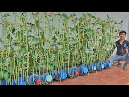 How to grow long beans with lots of fruit  Continuous harvest