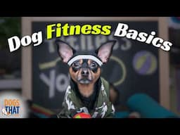 Start Your Dog’s Fitness Focus At Home: No Equipment? No Problem!