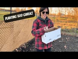 Planting Garlic | Homestead Gardening