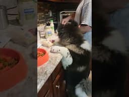 Akita Puppy Helps Make Lunch