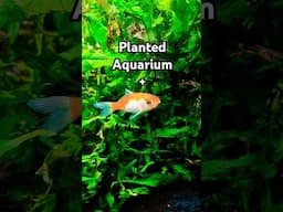 PLANTED AQUARIUM and GOLDFISH #fishtank #aquarium #fishaquarium #aquariumfish #fishkeeping