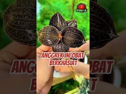 Khasiat Anggrek Anoectochilus Jin Xian Lian #kiaksara #jewelorchid #anoectochilus